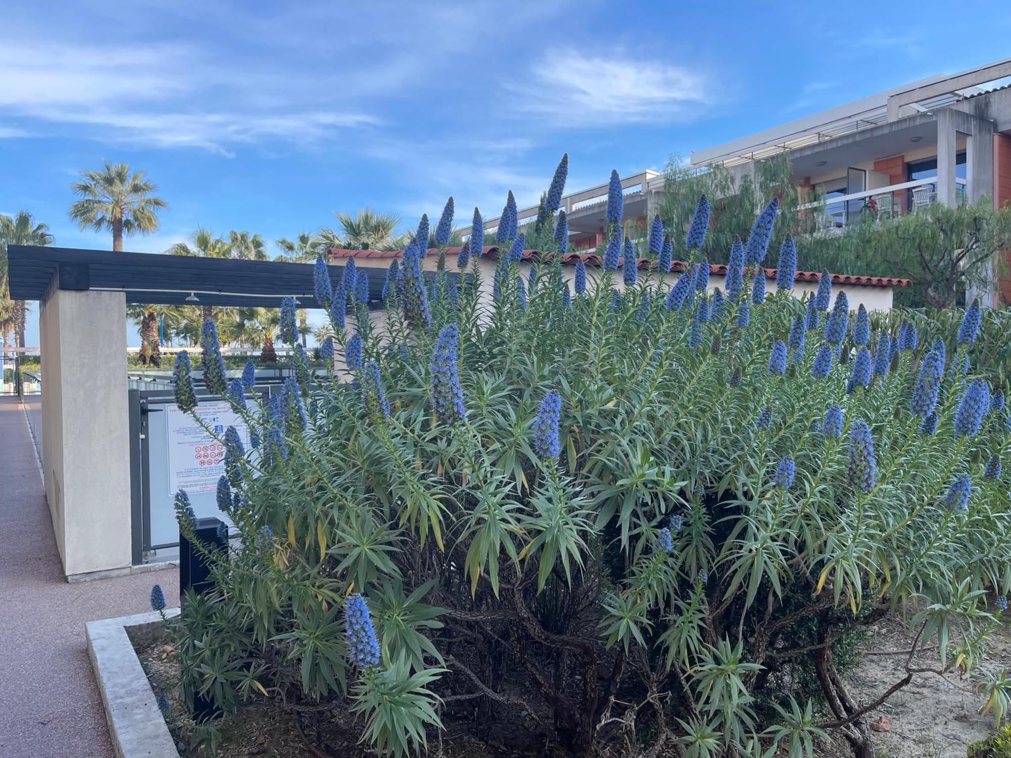 Villeneuve Loubet Plage- Entre Nice Et Cannes Екстериор снимка